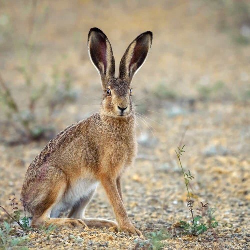 Is Bugs Bunny a rabbit or a Hare?