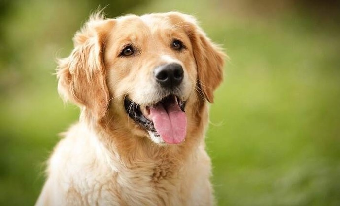 Should dogs be neutered or spayed?