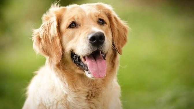 Should dogs be neutered or spayed?