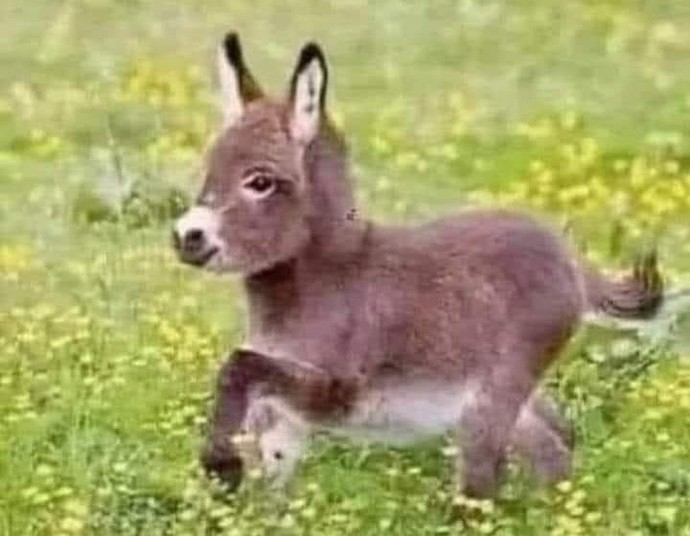 Which of these animals do you like best?