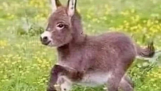 Which of these animals do you like best?