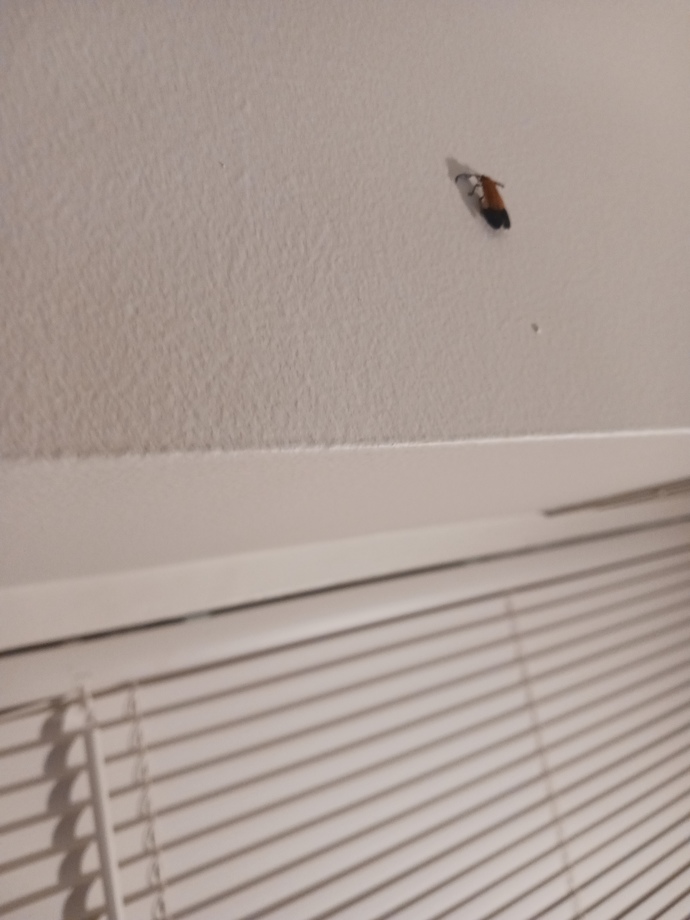 What kind of insect or bug is this?