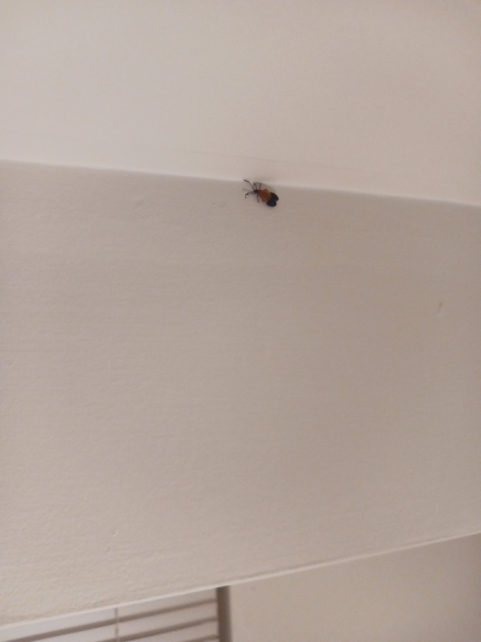 What kind of insect or bug is this?