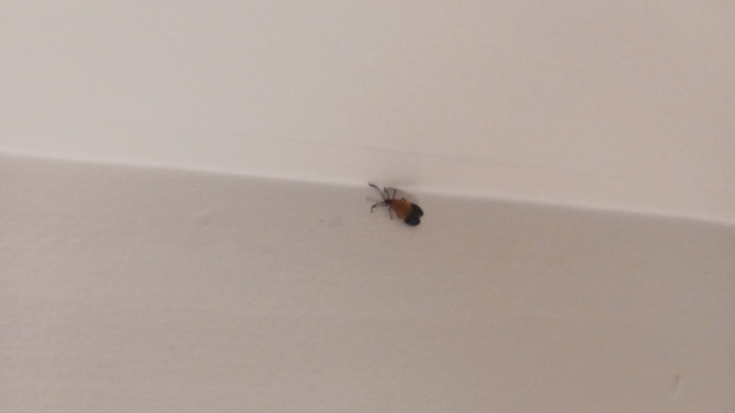 What kind of insect or bug is this?