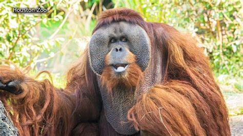 Do you like monkeys?