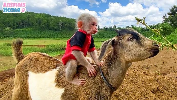 Do you like monkeys?