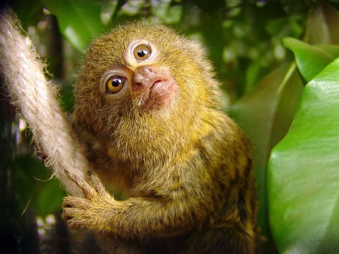 Do you like monkeys?