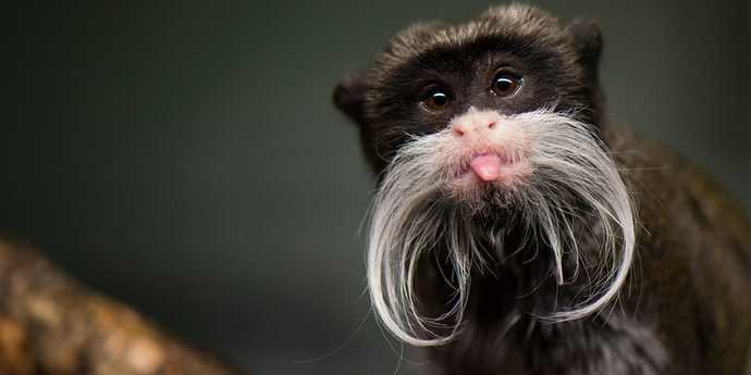 Do you like monkeys?