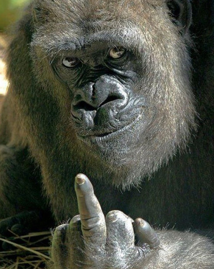 Monkeys are awesome.