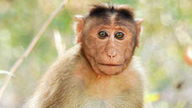 Do you like monkeys?