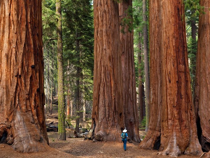 Which of these US national parks would you like to vist the most?