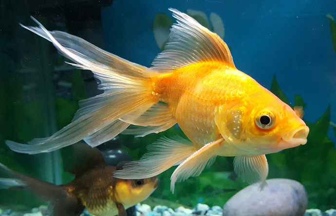 What are your favorite pets besides dogs and cats?