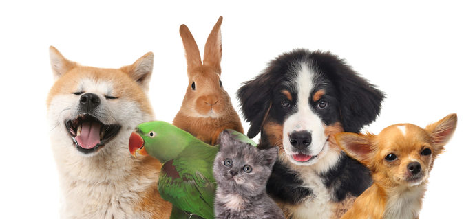 What are your favorite pets besides dogs and cats?