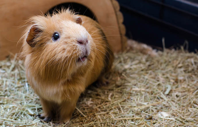 What are your favorite pets besides dogs and cats?