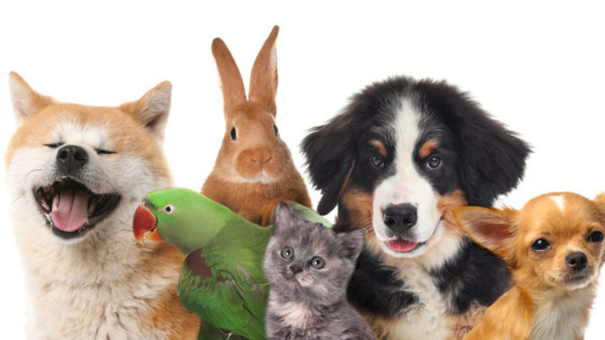 What are your favorite pets besides dogs and cats?