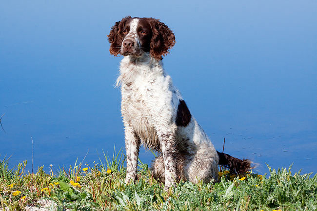 Springer spaniel