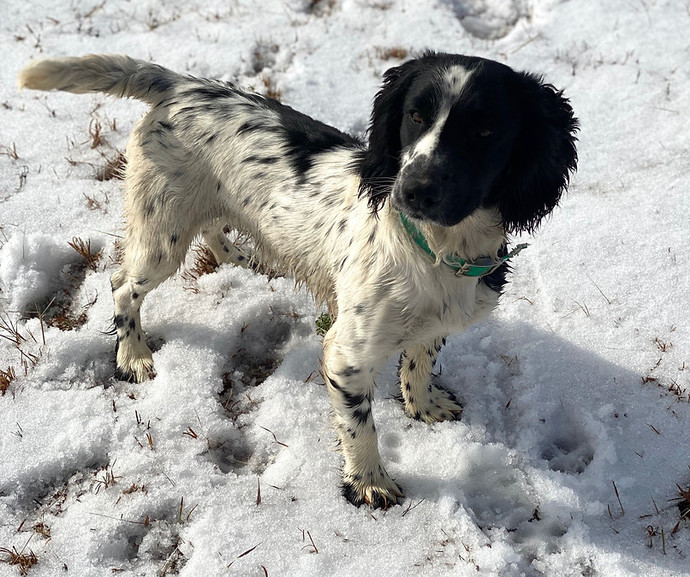 Cocker spaniel