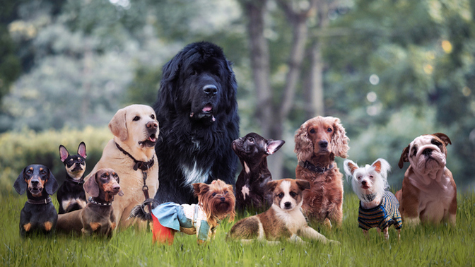How much do you know about DOGS?