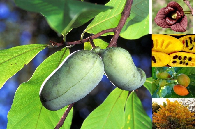 Have you ever eaten a paw paw or seen a paw paw tree?