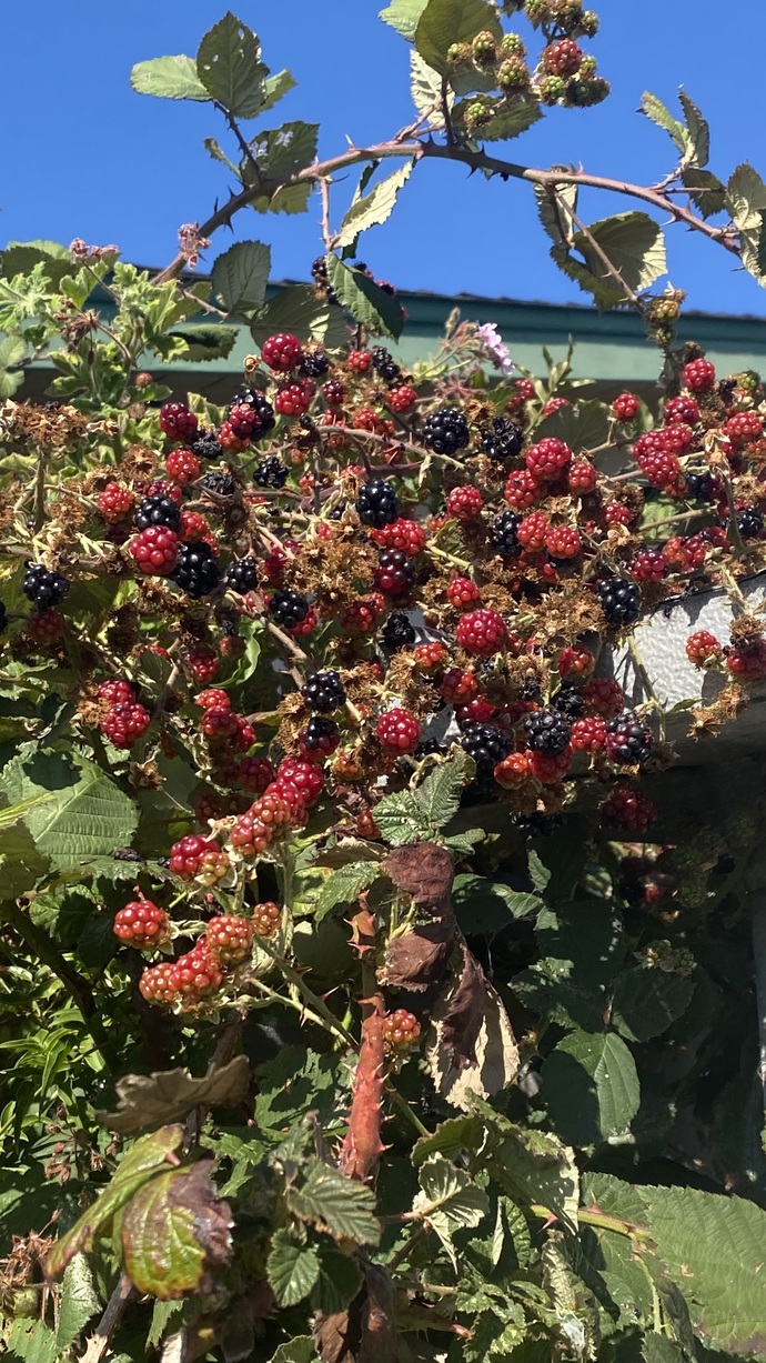 Does the house you live in have a garden? If so what kind of garden is it?
