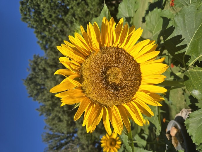Does the house you live in have a garden? If so what kind of garden is it?