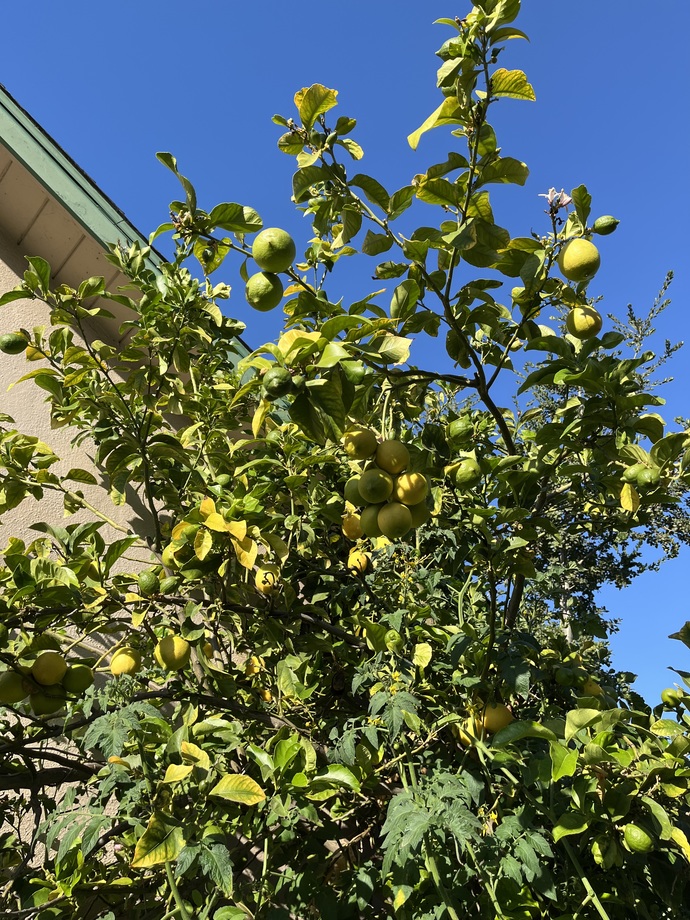 Does the house you live in have a garden? If so what kind of garden is it?