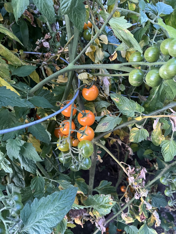 Does the house you live in have a garden? If so what kind of garden is it?