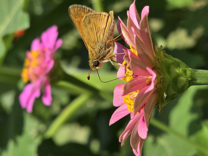 Does the house you live in have a garden? If so what kind of garden is it?