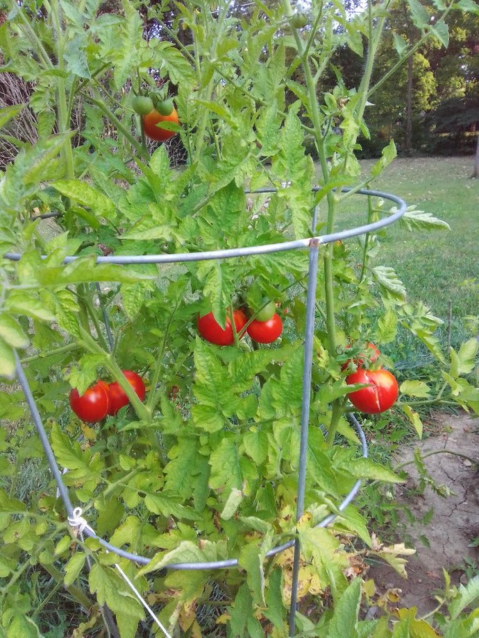 Does the house you live in have a garden? If so what kind of garden is it?