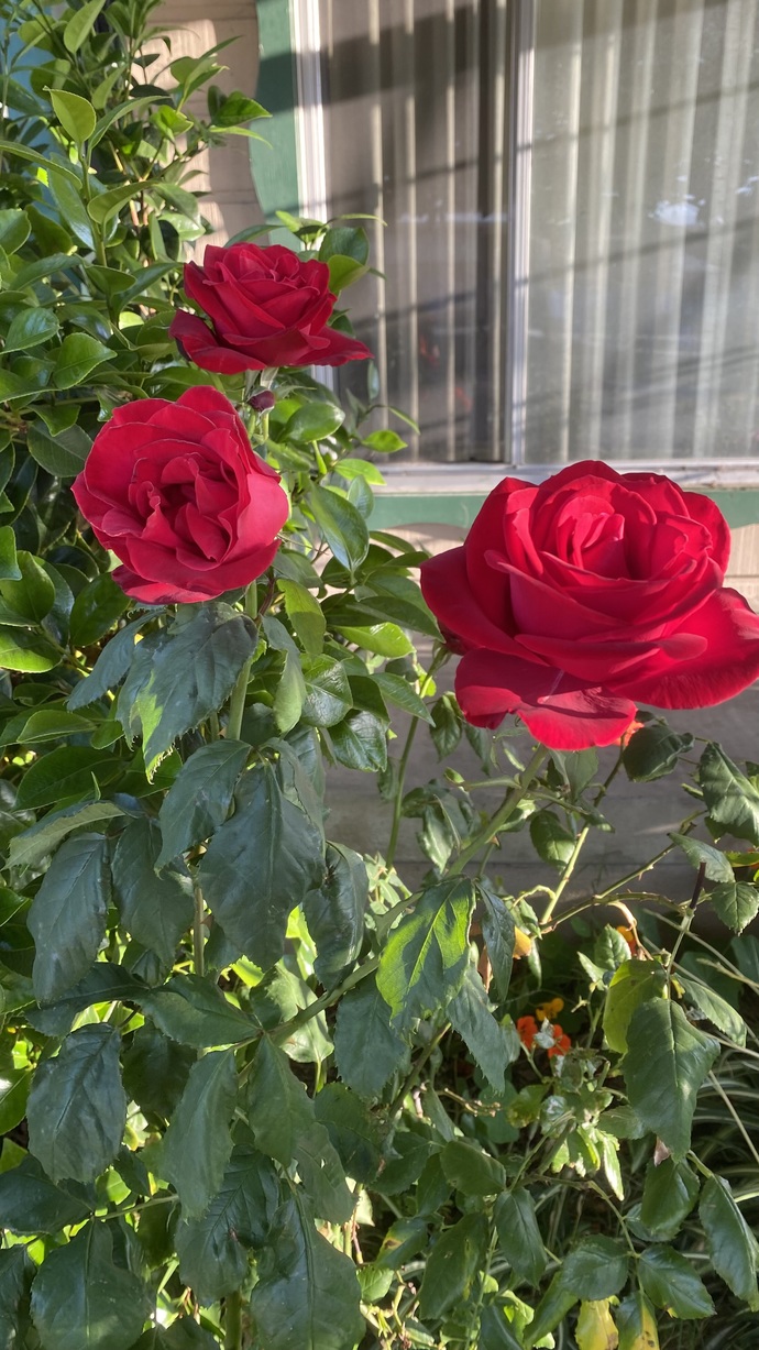 Does the house you live in have a garden? If so what kind of garden is it?