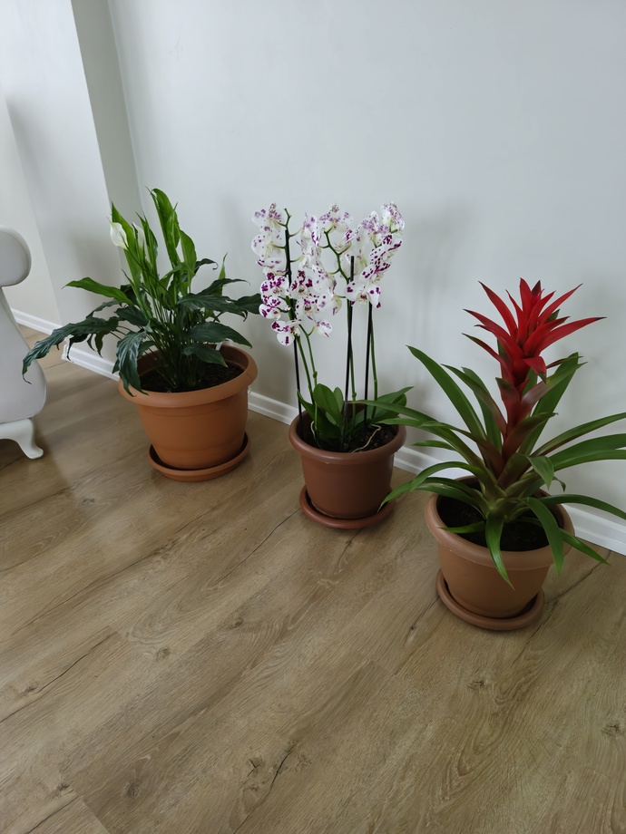 Do you keep fresh flowers in your home?