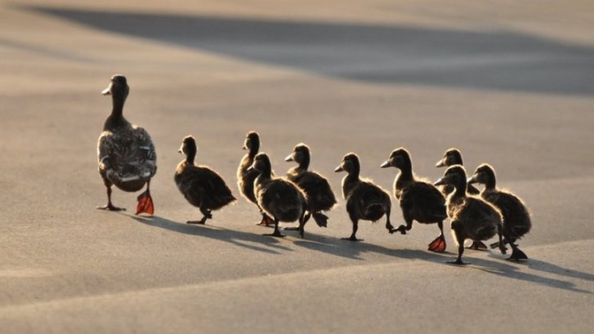 In an apocalyptic world that is based on survival only, do you believe people will look to you for guidance?