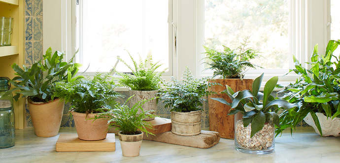 What house plants do you recommend having?