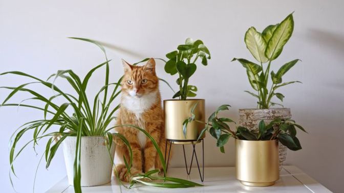 What house plants do you recommend having?