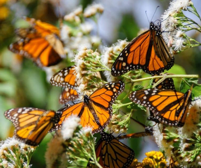 When was the last time you felt butterflies?