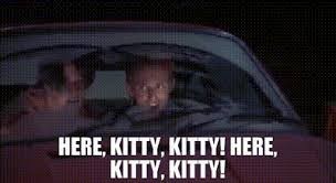 I'm a childless cat man. Am I doing it right?