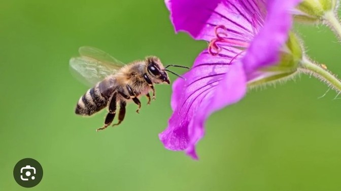 How do you feel about a man who might feel a bit bad for killing innocent bugs?