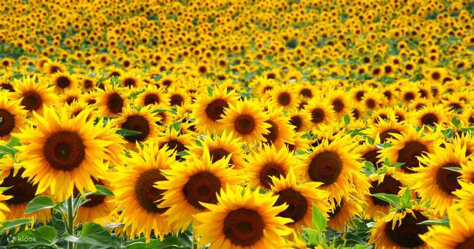 If your relationship were a garden, what would you plant to nurture its growth?