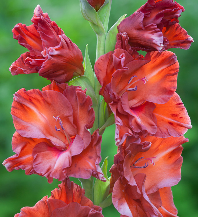 If your relationship were a garden, what would you plant to nurture its growth?