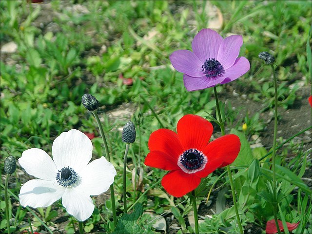 also called wildflowers