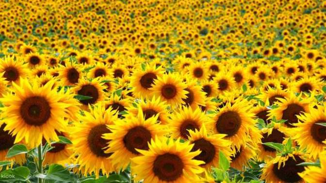If your relationship were a garden, what would you plant to nurture its growth?