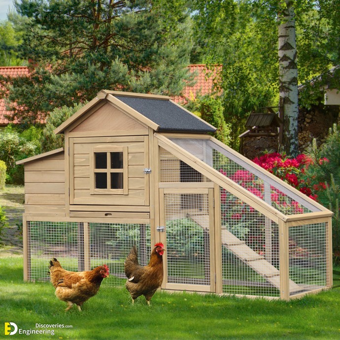 Will you participate in Chicken Mania?