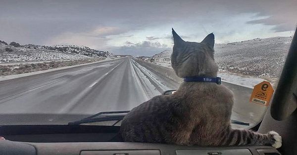 Cat lovers, what do you think of this story?