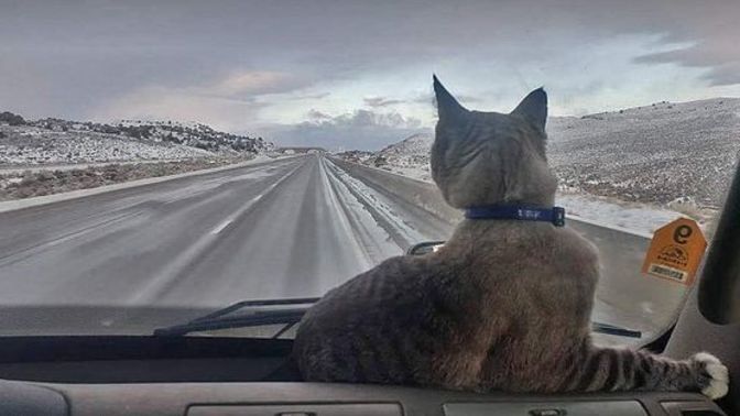 Cat lovers, what do you think of this story?