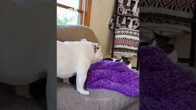 Does your dog want to be on these cat's bad side?