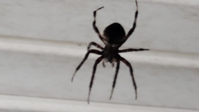 Will someone please help me identify this spider?