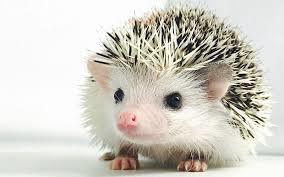 Adorable and sometimes a little prickly.