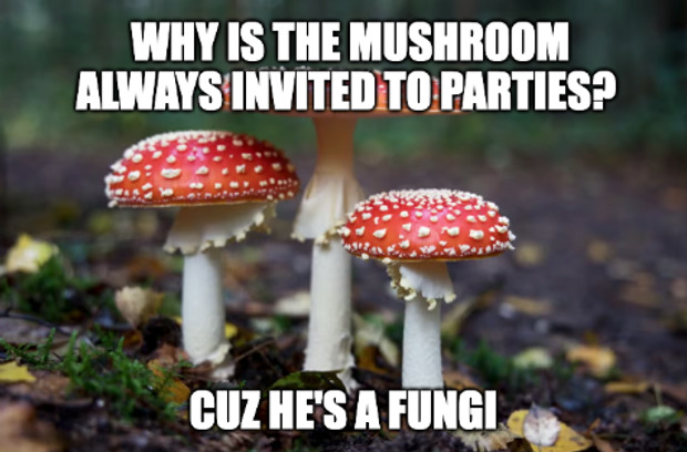 What do you think of this Pic Pun?