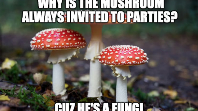 What do you think of this Pic Pun?
