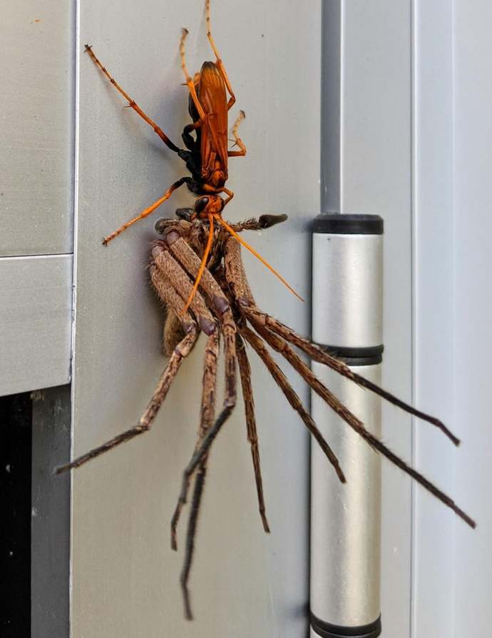 Have you ever heard of the tarantula hawk wasp?